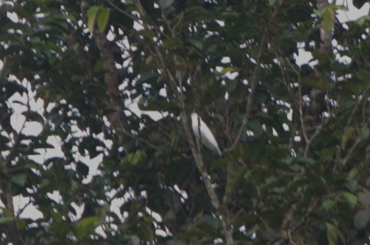 Black-tipped Cotinga at Reserva Tesoro Escondido